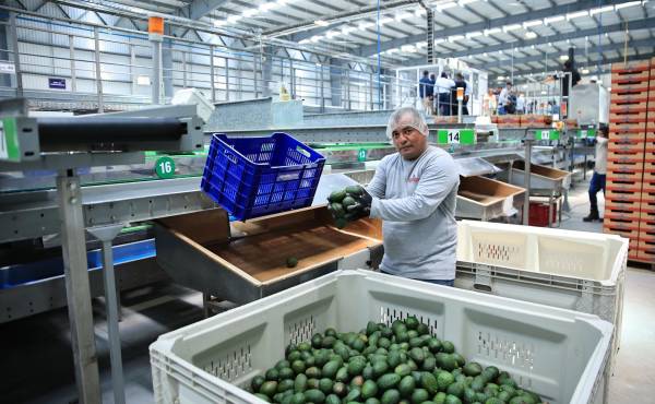 <i>El crecimiento esperado responde al interés de los agricultores por ampliar la producción de aguacate Hass y al comportamiento favorable del mercado internacional. Foto de archivo</i>