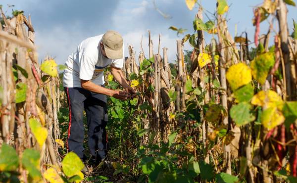 <i>En partes de Centroamérica, el Caribe y el norte de Sudamérica, sus efectos empiezan a superponerse a una situación ya marcada por pérdidas de cosechas, escasez de agua e inseguridad alimentaria. Foto de cortesía</i>