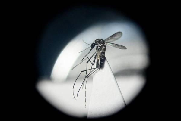 <i>Un mosquito Aedes aegypti es visto a través de un microscopio en un laboratorio del Centro de Estudios Parasitológicos y de Vectores (CEPAVE) del instituto nacional de investigaciones científicas CONICET, en La Plata, provincia de Buenos Aires, Argentina, el 26 de marzo de 2024. FOTO Luis ROBAYO/AFP</i>