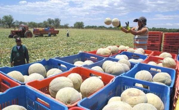 Panamá: Exportaciones de productos cultivados en el campo crecen más de 4%