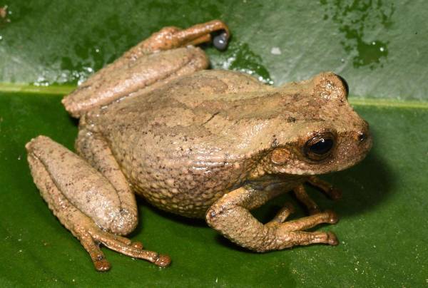 <i>Fotografía que muestra una nueva especie de rana marsupial de color dorado-amarilla, 'gastrotheca amaru', fue descubierta en los bosques de los Andes peruanos, dentro de un área de conservación regional. EFE/ Alessandro Catenazzi </i>