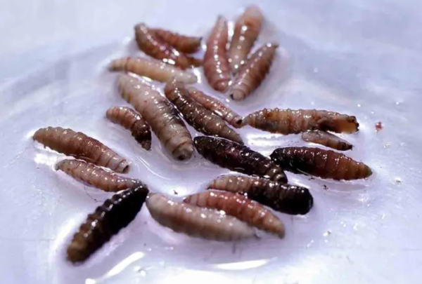 El gusano barrenador del Nuevo Mundo es una mosca que pone sus huevos en heridas abiertas y en la abertura del cuerpo, como los ojos, los oídos, la nariz o la boca. Foto cortesía