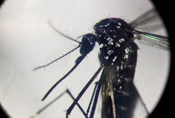 <i>Un mosquito Aedes aegypti es visto a través de un microscopio en un laboratorio del Centro de Estudios Parasitológicos y de Vectores (CEPAVE) del instituto nacional de investigaciones científicas CONICET, en La Plata, provincia de Buenos Aires, Argentina, el 26 de marzo de 2024. FOTO Luis ROBAYO/AFP</i>