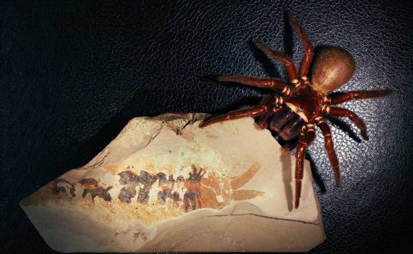 <i>En la imagen, araña actual comparada con el fósil de la especie 'Megachelicerax cousteaui.EFE/ Rudy Lerosey-Aubril ( Universidad de Harvard)</i>