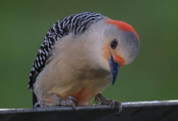 <i>MELBOURNE, FLORIDA - 29 DE MARZO: Un pájaro carpintero de vientre rojo puebla Stick Marsh el 29 de marzo de 2024 en Melbourne, Florida. FOTO Bruce Bennett/Getty Images/AFPBRUCE BENNETT / GETTY IMAGES NORTEAMÉRICA / Getty Images vía AFP</i>