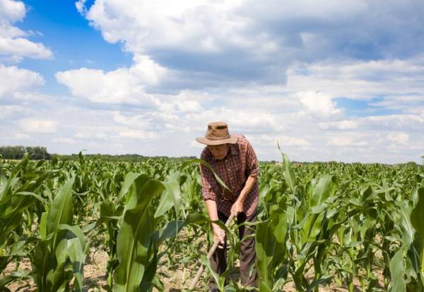 Actividad agrícola de Guatemala confirma un menor crecimiento en los últimos años