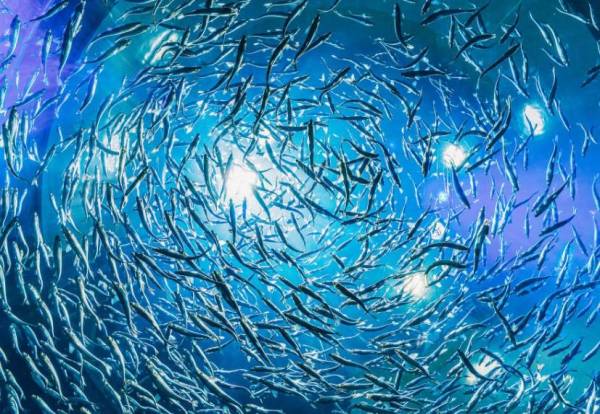 EEUU trabajará con Panamá y otros países contra la pesca ilegal