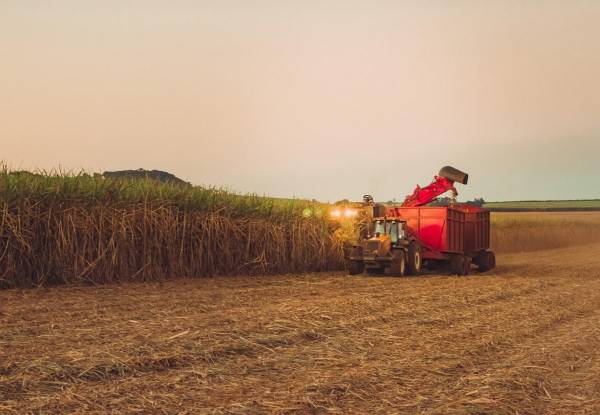 <i>Plantación de la cosecha de caña de azúcar en Brasil. FOTO Andree_Nery/istock</i>