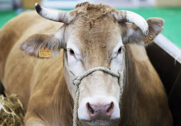 <i>Las autoridades agropecuarias de Texas dijeron que, de laboratorios veterinarios del Departamento de Agricultura de los Estados Unidos. FOTO AFP</i>