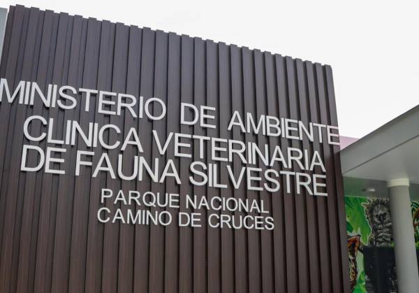 <i>El Ministerio de Ambiente (MiAMBIENTE) lamentó la pérdida de una ejemplar de mono araña (Ateles fusciceps) y ordenó una investigación administrativa exhaustiva, para esclarecer las circunstancias relacionadas con el fallecimiento de dicho ejemplar por tuberculosis. FOTO MIAMBIENTE</i>