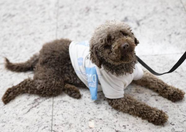 <i>El perro de terapia Kuki deambula por el aeropuerto de Estambul con el personal del aeropuerto en busca de viajeros estresados en Estambul, el 3 de mayo de 2024. Kuki, de seis años, y Alita, de año y medio: los dos perros se unieron recientemente al personal de El aeropuerto de Estambul, uno de los más transitados del mundo, brinda comodidad y alivio a los pasajeros que enfrentan la ansiedad de los viajes aéreos. FOTO Yasin AKGUL / AFP</i>