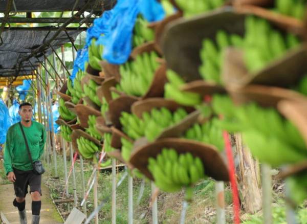 <i>Según datos de PROCOMER, en 2024 el banano fue el tercer producto de exportación de bienes del país, con un aporte del 6% del total exportado. FOTO @PortalFruticola</i>