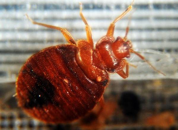 <i>Para deshacerse de las chinches, es esencial una limpieza profunda del área infestada, incluso si se trata de una plaga especializada. A menudo se necesita un servicio de control. FOTO AFP</i>