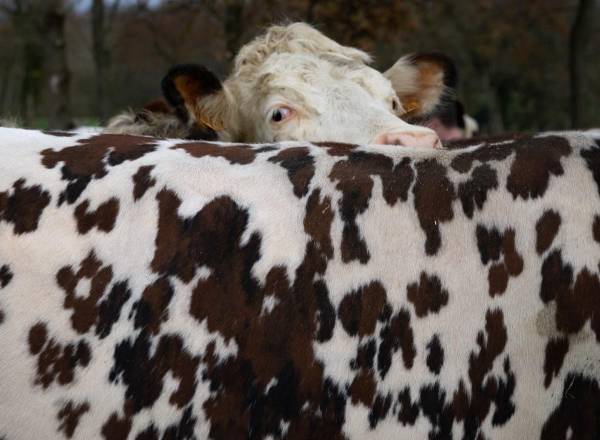 <i>Una vaca en un campo del Grupo Agrícola Común (GAEC) Foucault, en Briouze, el 24 de noviembre de 2023.FOTO LOU BENOIST / AFP</i>