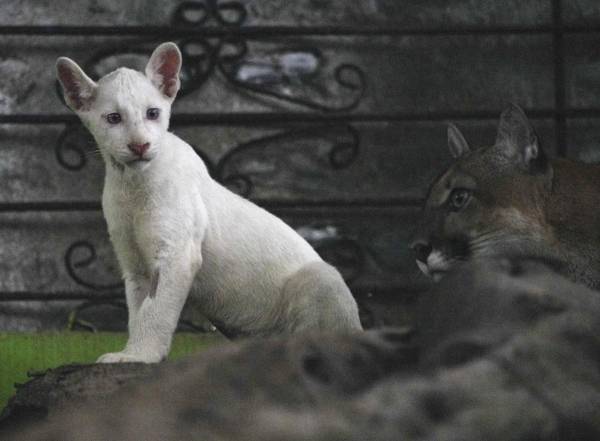 Nombrada Regalo de Dios (Itzae, en maya), el ejemplar de puma albino nació en un parto con otras dos cachorras, Itzel e Itziar, que tienen el pelaje habitual, café claro. FOTO OSWALDO RIVAS / AFP