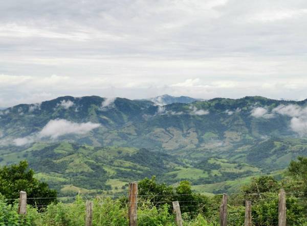 Buscan impulsar conservación y uso sostenible de bosques secundarios en Costa Rica