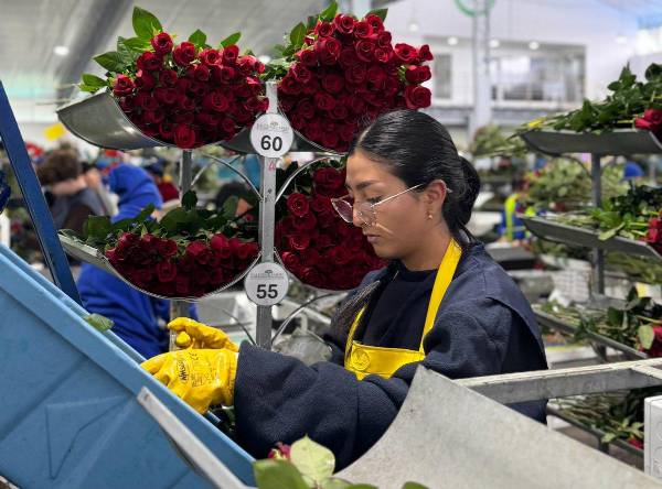 <i>La temporada de San Valentín representa el 30 % anual de las ventas de flores de las fincas en Ecuador, donde el sector florícola emplea a 120.000 personas. Foto de cortesía</i>