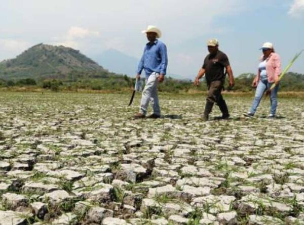 La sequía amenaza cosechas, precios de alimentos y seguridad alimentaria. (Foto:Archivo)