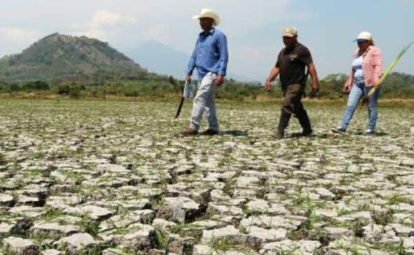 La sequía amenaza cosechas, precios de alimentos y seguridad alimentaria. (Foto:Archivo)