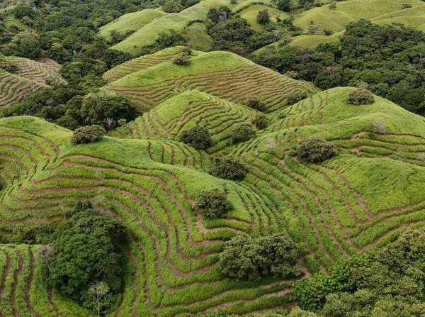 <i>La llamada iniciativa 'Spider Monkey School' la puso en marcha la Fundación Pro Eco Azuero en 2010 para integrar temas como la regeneración de bosques, la conservación de especies y el cambio climático, todo ello mediante un aprendizaje práctico y por experiencias. FOTO PRO ECO AZUERO REDES</i>