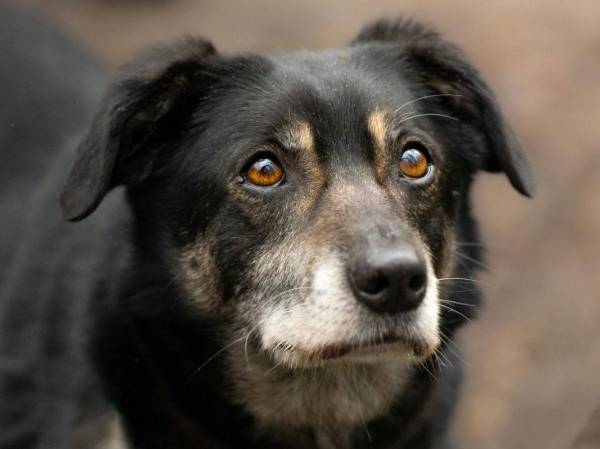 Consejos para mantener saludable y feliz a su perro senior