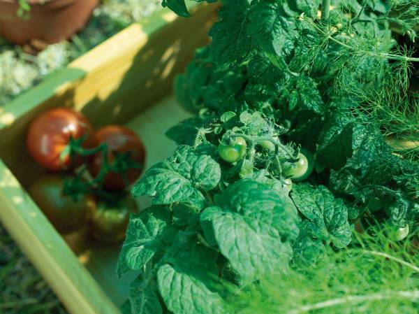 Jardines comestibles y funcionales ganan terreno en los hogares costarricenses