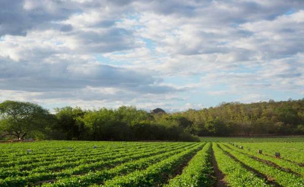 Grupo Agrolíbano opera principalmente en San Lorenzo, Valle, Honduras, donde produce melón, camarón, productos ormanetales y utensilios de madera.