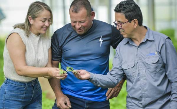 <i>Enrique Rojas trabaja junto a su esposa y recibe apoyo técnico por parte de especialista del programa Tierra Fértil. FOTO CORTESÍA</i>