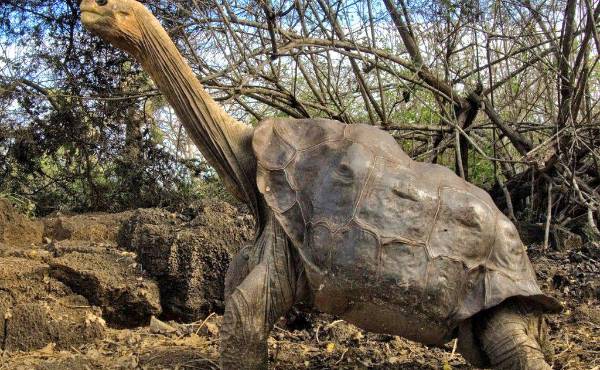 <i>Al parecer la tortuga posee lo que llaman transcripción genética de alta fidelidad de los genes que le confieren una resistencia única frente al envejecimiento. Foto de cortesía</i>