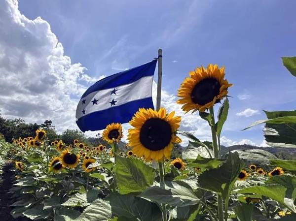 <i>En la finca del Paseo de los Girasoles se programa la siembra de modo que gradualmente haya floración todo el año. Cada 15 de septiembre, una bandera de Honduras flamea en el mar de girasoles. (Foto: EFE</i>)