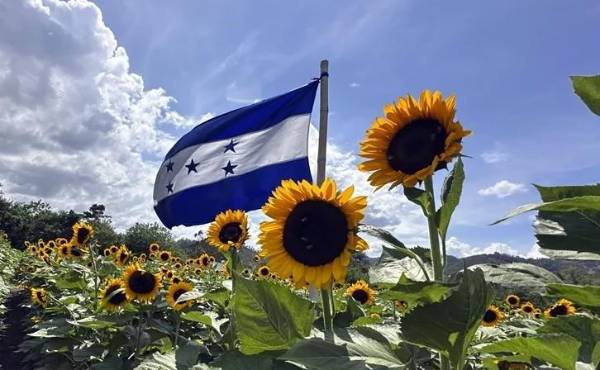 <i>En la finca del Paseo de los Girasoles se programa la siembra de modo que gradualmente haya floración todo el año. Cada 15 de septiembre, una bandera de Honduras flamea en el mar de girasoles. (Foto: EFE</i>)
