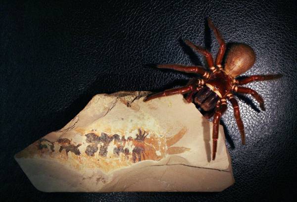 <i>En la imagen, araña actual comparada con el fósil de la especie 'Megachelicerax cousteaui.EFE/ Rudy Lerosey-Aubril ( Universidad de Harvard)</i>