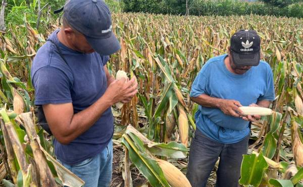<i>La CEPAL advirtió sobre severas repercusiones económicas, sociales y en diversos sectores productivos ante la inminencia de un episodio de alta intensidad. Foto de cortesía</i>