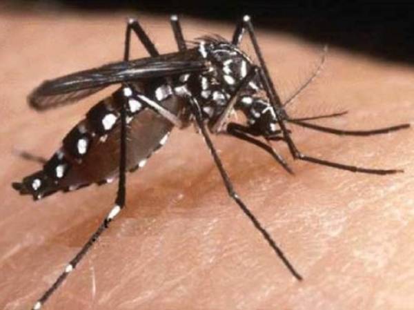 El virus se transmite mediante la picadura del mosquito aedes aegypti y es una enfermedad endémica en África que llegó en 2013 al Caribe y este año a Centroamérica.