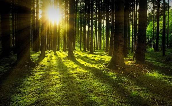 <i>Los bosques de Costa Rica desempeñan un papel fundamental en la mitigación del cambio climático. Foto de iStock</i>