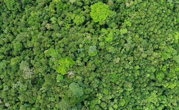 <i>Aunque su identificación técnica es reciente, su hallazgo se remonta al año 2000, cuando científicos recolectaron muestras en la comarca indígena Ngäbe-Buglé, al noroeste del país. Foto de cortesía</i>