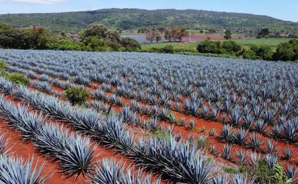 <i>Al primer semestre de 2026, el consumo de agave creció 3 %, la producción de tequila disminuyó 1,7 % y las exportaciones incrementaron 3 %, principalmente a Estados Unidos. Foto de iStock</i>