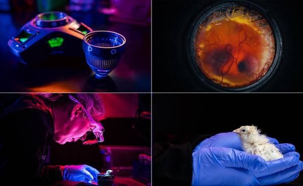 <i>De izquierda a derecha: dispositivo Colossal para la incubación de huevos artificiales; embrión sano; pollito nacido del dispositivo; primer primer plano del polluelo. Crédito: Colossal Biosciences.</i>