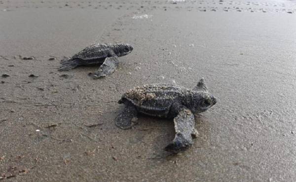 Investigan muerte de tortugas y delfines en Pacífico de Guatemala