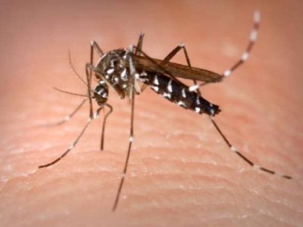 El dengue es una amenaza creciente de salud pública en los países tropicales y subtropicales de Asia y Latinoamérica. (Foto: Archivo)