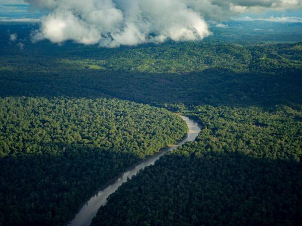En concreto, entre 2022 y 2023 se perdieron 352.873 hectáreas de bosques y otras tierras boscosas en Panamá. Foto de cortesía