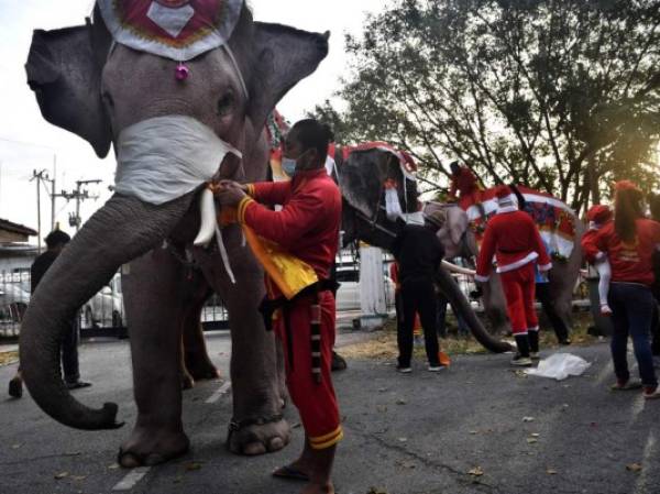 Mahouts puso disfraces de Papá Noel y máscaras faciales en elefantes del Palacio de Elefantes de Ayutthaya antes del evento para entregar máscaras faciales a los estudiantes fuera de la escuela Jirasat Wittaya en la provincia central tailandesa de Ayutthaya el 23 de diciembre de 2020 (Foto de Lillian SUWANRUMPHA / AFP)