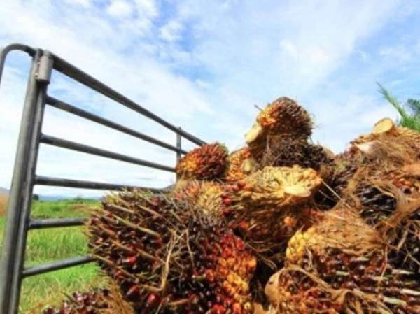 El sector de palma aceitera será uno de los que recibirán financiamiento. (Foto: 123RF)