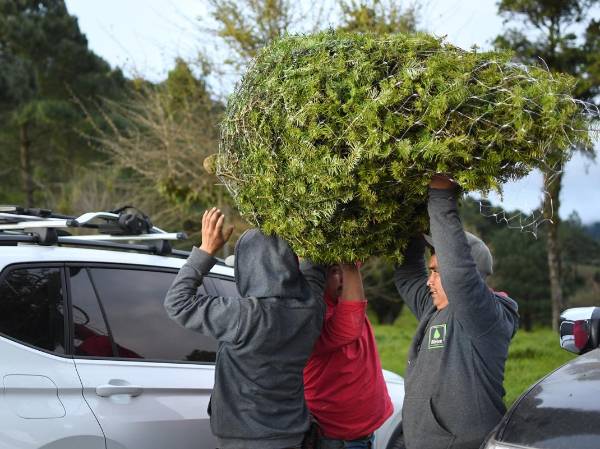 <i>Personas cargan árboles de pinabete este jueves, en San José Pinula (Guatemala). Una plantación de pinabete (Abies guatemalensis) demuestra cómo la tradición navideña de adornar con este árbol los hogares en Guatemala puede coexistir con la conservación de esta especie endémica de Mesoamérica y amenazada. EFE/ Alex Cruz</i>