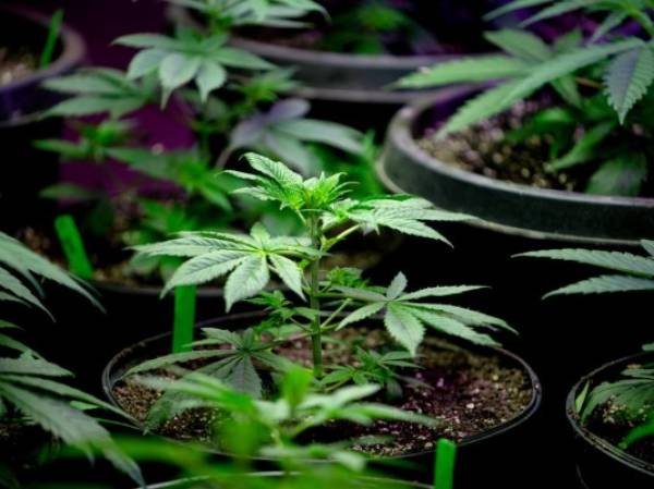 Close Up of a Young Hemp or Marijuana Plant Growing in a Nursery Getting Ready to be Planted in a Field