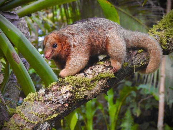 El oso hormiguero más pequeño del mundo visita bosque en Costa Rica