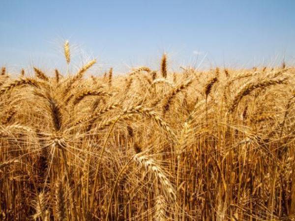India suspende sus exportaciones de trigo y los precios se disparan