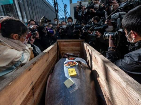 Journalists and bystanders look at a tuna which was bought jointly by Michelin-starred sushi restaurant operator Onodera Group and wholesaler Yamayuki for 16.9 million yen (145,290 USD) at the Toyosu fish market's New Year auction, at a restaurant in Tokyo on January 5, 2022. (Photo by Philip FONG / AFP)