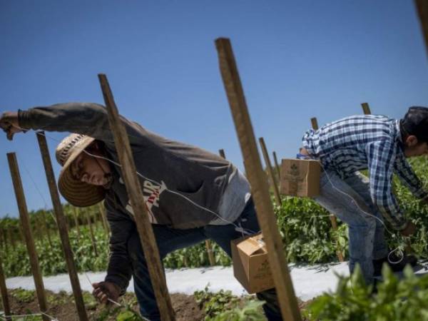 Un grupo de trabajadores agrícolas mexicanos de Chiapas asegurando plantas de tomate a estacas de madera en una plantación en Guánica, Puerto Rico, el 29 de marzo de 2021. Con cultivos en peligro de perderse por falta de mano de obra, algunos agricultores están importando trabajadores mexicanos a Puerto Rico , un territorio estadounidense golpeado por varias crisis y donde la ayuda pandémica es más rentable que trabajar los campos. En Finca González, en el municipio de Guánica en el suroeste de esta isla caribeña, un grupo de trabajadores mexicanos trabaja en una empacadora, mientras que otros lavan plátanos y otros atan plantas de tomate a estacas.Ricardo ARDUENGO / AFP