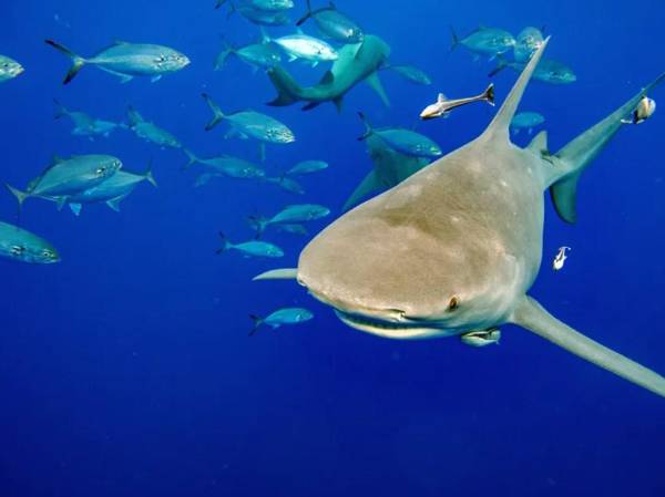 El Corredor Marino del Pacífico Este Tropical es una iniciativa regional de conservación que abarca 643.000 kilómetros cuadrados de áreas protegidas de Colombia, Costa Rica, Ecuador y Panamá. FOTO REFERENCIA